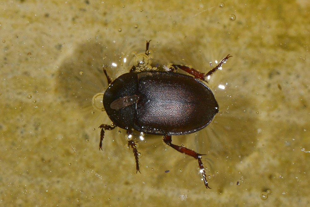 Silphidae predatrici - Ablattaria laevigata